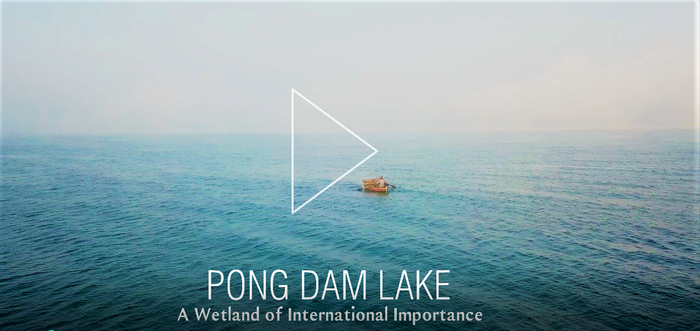 pong dam film